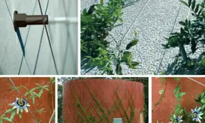 Système de câbles pour fabriquer un support plante grimpante. Des fixations murales et des câbles tendus guident la croissance des plantes sur des façades.
